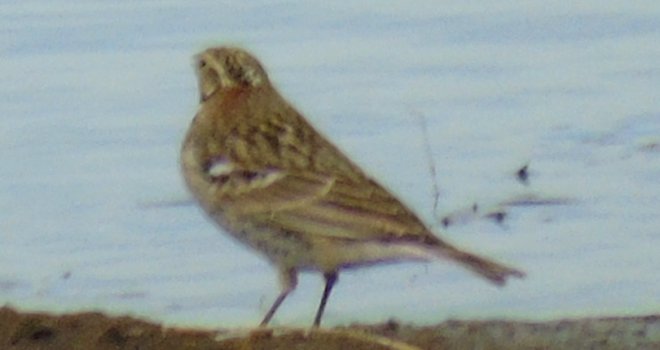 Davis Pasture, AZ - Jan. 9, 2018